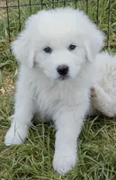 Bear, a male Great Pyrenees for sale in Punta Gorda, FL – Photo 2 of 7