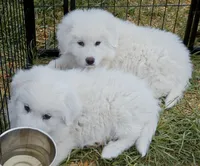Bear, a male Great Pyrenees for sale in Punta Gorda, FL – Photo 6 of 7