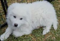 Bear, a male Great Pyrenees for sale in Punta Gorda, FL – Photo 4 of 7