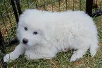 Bear, a male Great Pyrenees for sale in Punta Gorda, FL – Photo 7 of 7