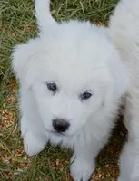 Bear, a male Great Pyrenees for sale in Punta Gorda, FL – Photo 1 of 7