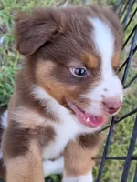 Ronald, a male Miniature Australian Shepherd for sale in Punta Gorda, FL – 2 of 10