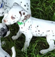 Green Shamrock AKC, a male Dalmatian for sale in Punta Gorda, FL – 7 of 8