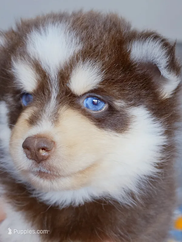 Cocoa – Pomsky puppy for sale in Punta Gorda, FL