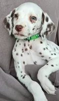 Green Shamrock ( Liver) , a male Dalmatian for sale in Punta Gorda, FL – 6 of 8