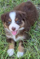 Penny, a female Miniature Australian Shepherd for sale in Punta Gorda, FL – 3 of 3