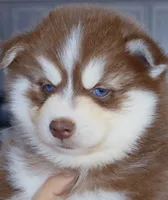 Flame, a male Pomsky for sale in Punta Gorda, FL – 5 of 5