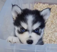 Draven, a male Pomsky for sale in Punta Gorda, FL – 2 of 4
