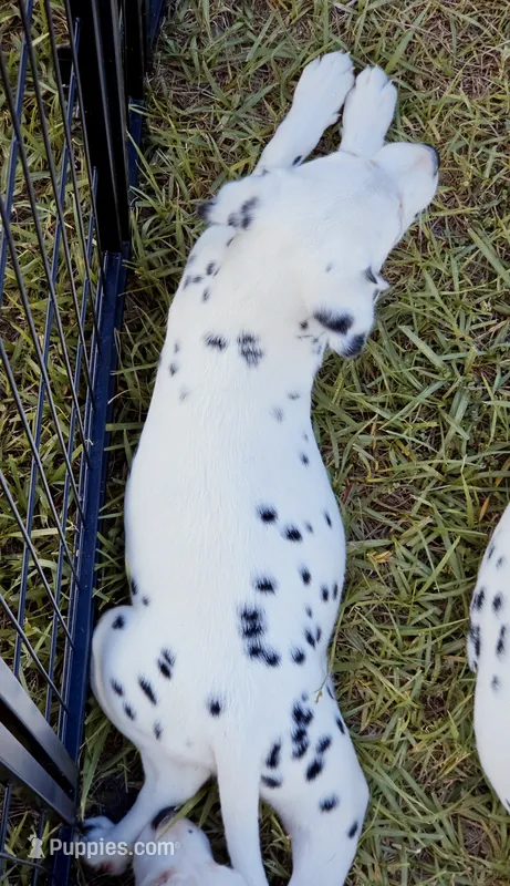 Paige AKC – Dalmatian puppy for sale in Punta Gorda, FL