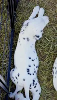 Paige AKC, a female Dalmatian for sale in Punta Gorda, FL – 1 of 5