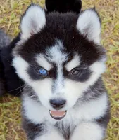 George, a male Pomsky for sale in Punta Gorda, FL – 2 of 5