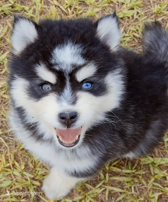 Fred – Pomsky puppy for sale in Punta Gorda, FL