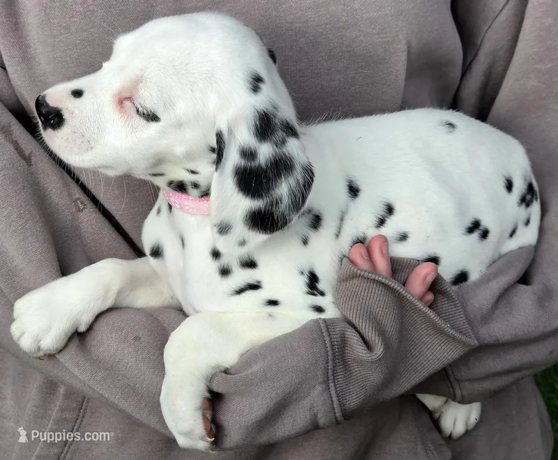 Pink Magnolia AKC – Dalmatian puppy for sale in Punta Gorda, FL