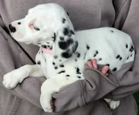 Pink Magnolia AKC, a female Dalmatian for sale in Punta Gorda, FL – 1 of 5