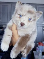 Lava Lavender merle, a male Pomsky for sale in Punta Gorda, FL – 3 of 4