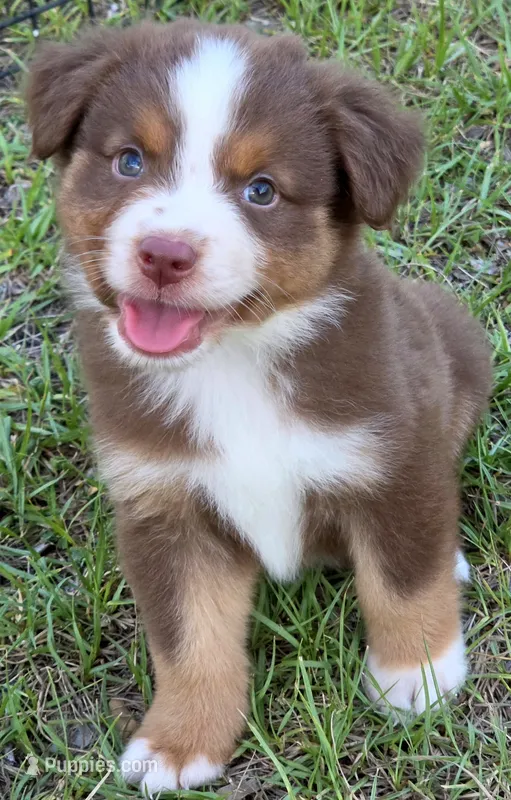 Ronald – Miniature Australian Shepherd puppy for sale in Punta Gorda, FL