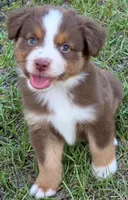 Ronald, a male Miniature Australian Shepherd for sale in Punta Gorda, FL – 1 of 10