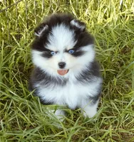Calypso , a female Pomsky for sale in Punta Gorda, FL – 3 of 10