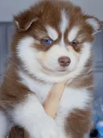 Flame, a male Pomsky for sale in Punta Gorda, FL – 4 of 5
