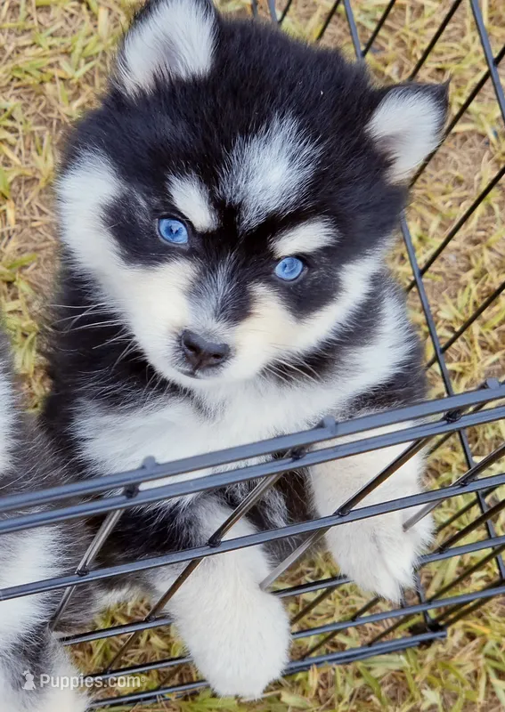 Jack – Pomsky puppy for sale in Punta Gorda, FL