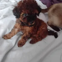 Puppy, a female Poodle - Miniature  for sale in Orlando, FL – Photo 1 of 4