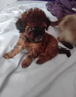 Puppy, a female Poodle - Miniature  for sale in Orlando, FL – Photo 1 of 4