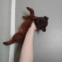 Puppy, a female Poodle - Miniature  for sale in Orlando, FL – Photo 2 of 4