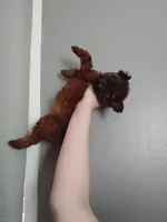 Puppy, a female Poodle - Miniature  for sale in Orlando, FL – Photo 2 of 4