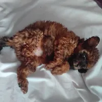 Puppy, a female Poodle - Miniature  for sale in Orlando, FL – Photo 3 of 4