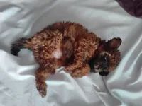 Puppy, a female Poodle - Miniature  for sale in Orlando, FL – Photo 3 of 4