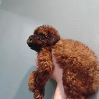 Puppy, a female Poodle - Miniature  for sale in Orlando, FL – Photo 4 of 4