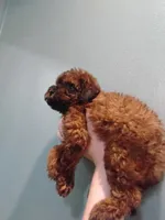 Puppy, a female Poodle - Miniature  for sale in Orlando, FL – Photo 4 of 4