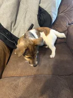Bailey, a female Jack Russell Terrier for sale in North Little Rock, AR – Photo 2 of 10