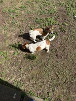 Bailey, a female Jack Russell Terrier for sale in North Little Rock, AR – Photo 10 of 10