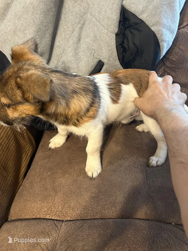 Bailey – Jack Russell Terrier puppy for sale in North Little Rock, AR