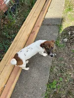 Levi , a male Jack Russell Terrier for sale in North Little Rock, AR – Photo 9 of 10