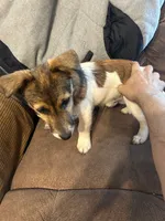 Levi , a male Jack Russell Terrier for sale in North Little Rock, AR – Photo 3 of 10