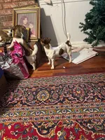 Levi , a male Jack Russell Terrier for sale in North Little Rock, AR – Photo 8 of 10