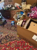 Levi , a male Jack Russell Terrier for sale in North Little Rock, AR – Photo 6 of 10