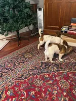 Levi , a male Jack Russell Terrier for sale in North Little Rock, AR – Photo 7 of 10