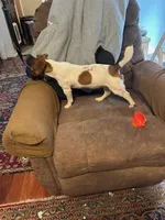 Levi , a male Jack Russell Terrier for sale in North Little Rock, AR – Photo 4 of 10