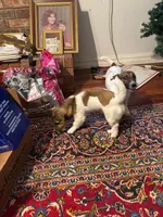 Levi , a male Jack Russell Terrier for sale in North Little Rock, AR – Photo 5 of 10