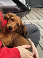 Bernard, a male Miniature Dachshund for sale in Springfield, MI – 2 of 3