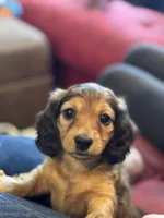Bernard, a male Miniature Dachshund for sale in Springfield, MI – 1 of 3