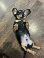 Edwin, a male Miniature Dachshund for sale in Springfield, MI – 3 of 3