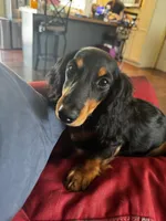 Edwin, a male Miniature Dachshund for sale in Springfield, MI – 2 of 3