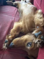 Bernard, a male Miniature Dachshund for sale in Springfield, MI – 3 of 3