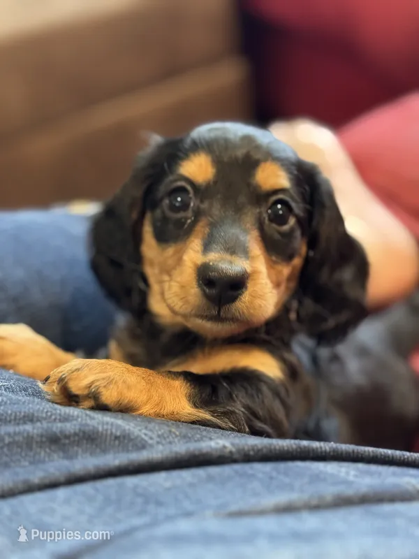 Edwin – Miniature Dachshund puppy for sale in Springfield, MI