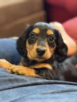 Edwin, a male Miniature Dachshund for sale in Springfield, MI – 1 of 3