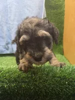 Colt, a male Goldendoodle for sale in Adairsville, GA – 7 of 9